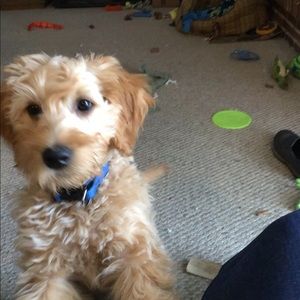 Meet your Posher, Daniel